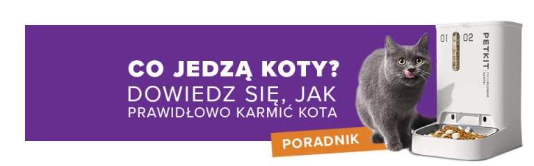 Co jedzą koty? Dowiedz się, jak prawidłowo karmić kota