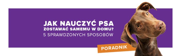 Jak nauczyć psa zostawać samemu w domu? 5 sprawdzonych sposobów