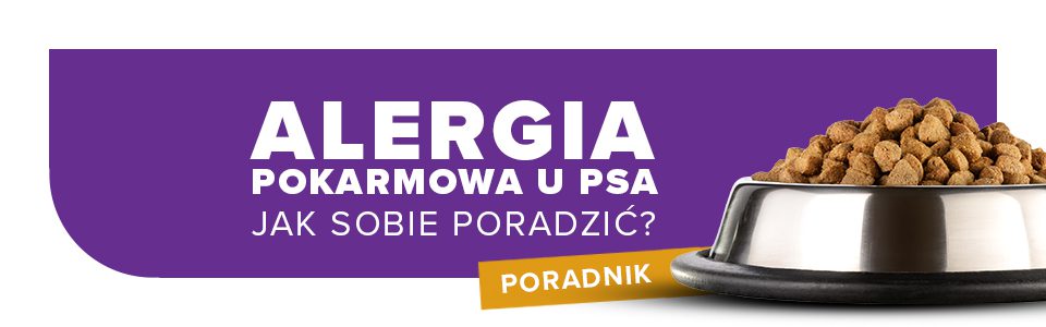 Alergia pokarmowa u psa – jak sobie poradzić?