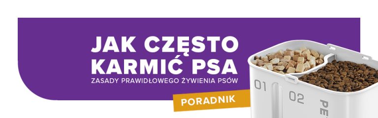 Ile razy dziennie karmić psa? Zasady prawidłowego żywienia psów