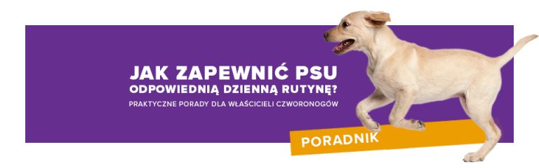 Jak zapewnić psu odpowiednią dzienną rutynę? Praktyczne porady dla właścicieli czworonogów