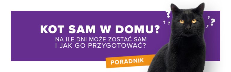 Kot sam w domu – na ile dni może zostać sam i jak go przygotować?