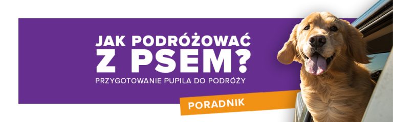 Jak podróżować z psem? Przygotowanie pupila do podróży