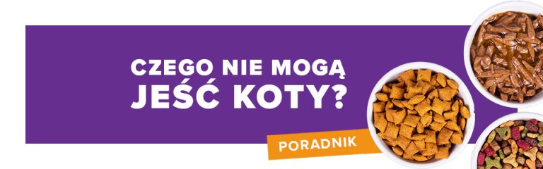 Czego nie mogą jeść koty? Poradnik dla właścicieli mruczków