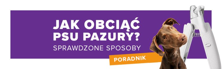 Jak obciąć psu pazury? Poradnik dla właścicieli czworonogów