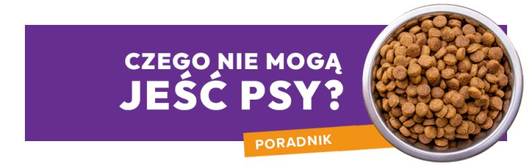 Czego nie może jeść pies? Co mu szkodzi? Poradnik