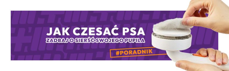 Jak czesać psa — poradnik. Zadbaj o sierść swojego pupila.