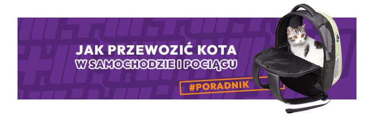 Jak przewozić kota w samochodzie oraz w pociągu bezpiecznie i w zgodzie z przepisami?