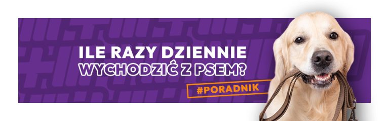 Ile razy dziennie wychodzić z psem?