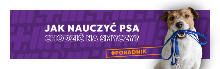 Jak nauczyć psa chodzić na smyczy? Skuteczne wskazówki
