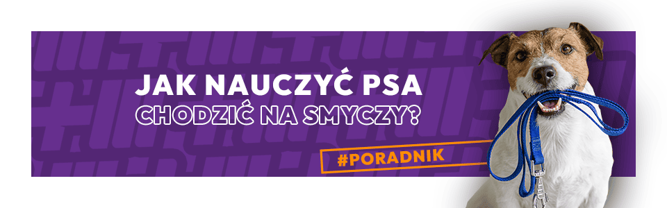 Jak nauczyć psa chodzić na smyczy? Skuteczne wskazówki