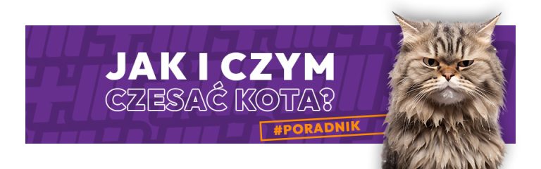 Jak i czym czesać kota?